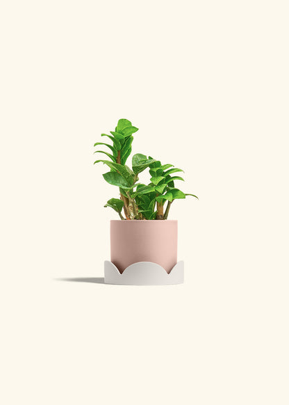 Zenzi ZZ Plant in a 4 inches Pink Classic Cylinder Planter in a Oat Petal Drip Tray