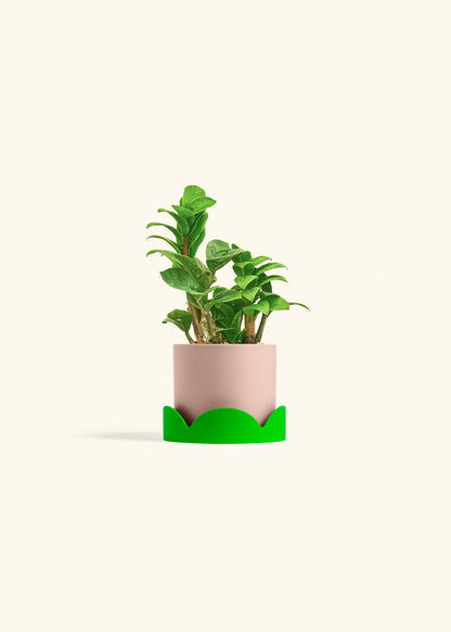 Zenzi ZZ Plant in a 4 inches Pink Classic Cylinder Planter in a Shamrock Petal Drip Tray