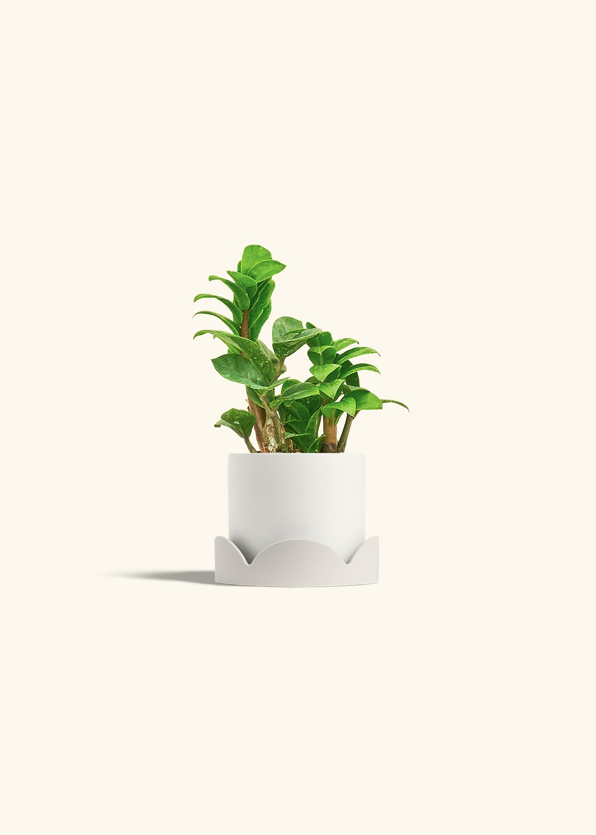 Zenzi ZZ Plant in a 4 inches White Classic Cylinder Planter in a Oat Petal Drip Tray