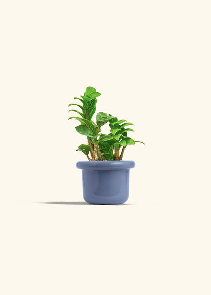 Zenzi ZZ Plant in a 4 inches Fat Lip Red Planter 