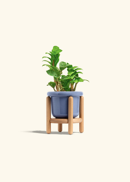 Zenzi ZZ Plant in a 4 inches Fat Lip Red Planter in a Beech Wood Stand