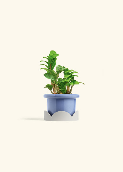 Zenzi ZZ Plant in a 4 inches Fat Lip Red Planter in a Oat Petal Drip Tray