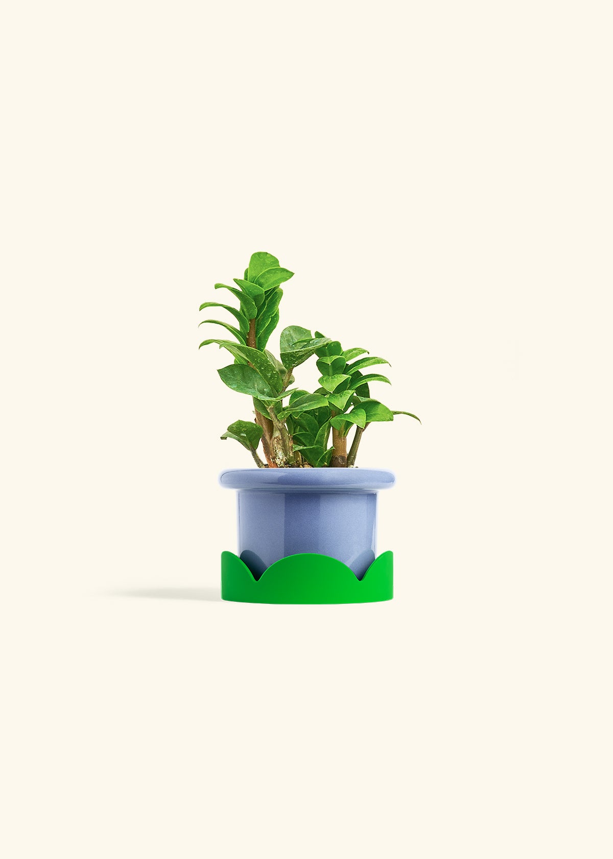 Zenzi ZZ Plant in a 4 inches Fat Lip Red Planter in a Shamrock Petal Drip Tray