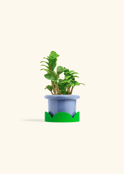Zenzi ZZ Plant in a 4 inches Fat Lip Red Planter in a Shamrock Petal Drip Tray