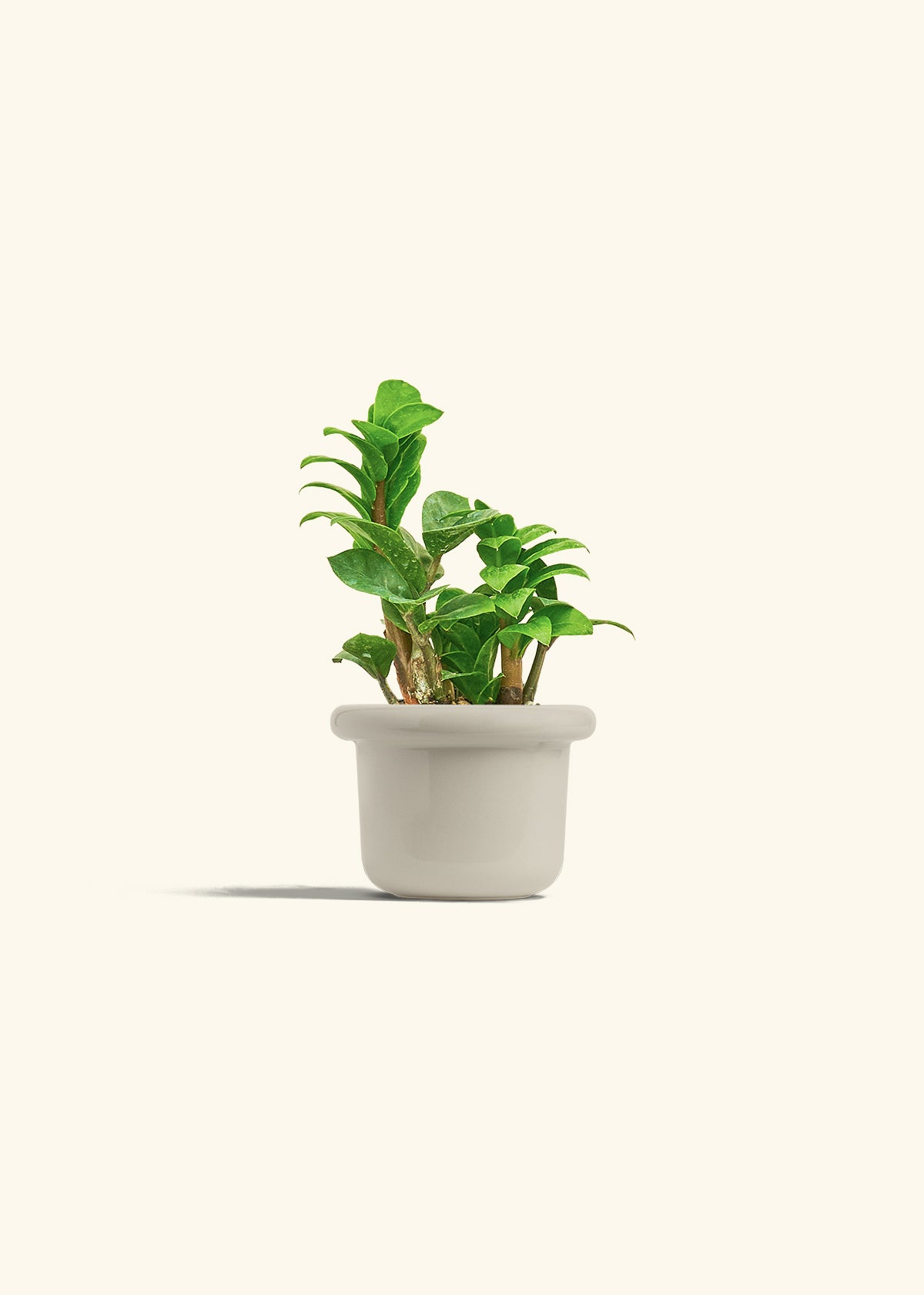 Zenzi ZZ Plant in a 4 inches Fat Lip Oat Planter 