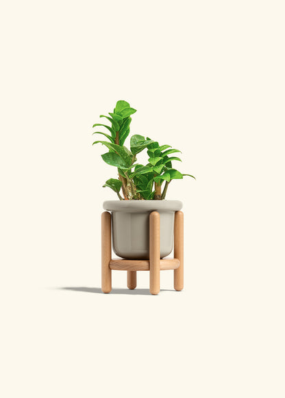 Zenzi ZZ Plant in a 4 inches Fat Lip Oat Planter in a Beech Wood Stand