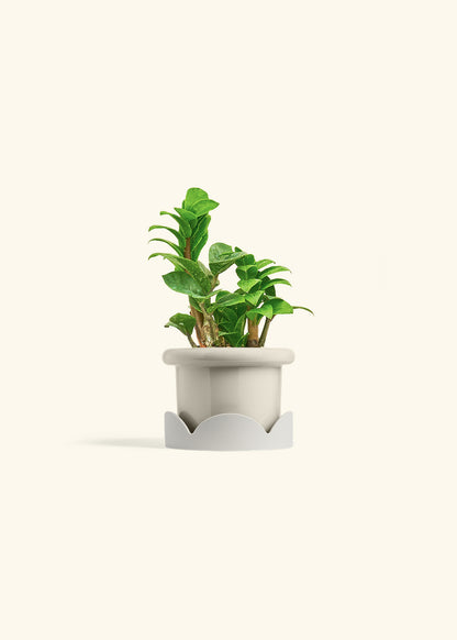Zenzi ZZ Plant in a 4 inches Fat Lip Oat Planter in a Oat Petal Drip Tray