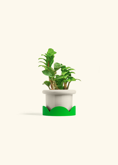Zenzi ZZ Plant in a 4 inches Fat Lip Oat Planter in a Shamrock Petal Drip Tray