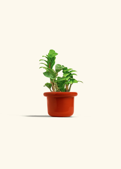 Zenzi ZZ Plant in a 4 inches Fat Lip Blue Planter 