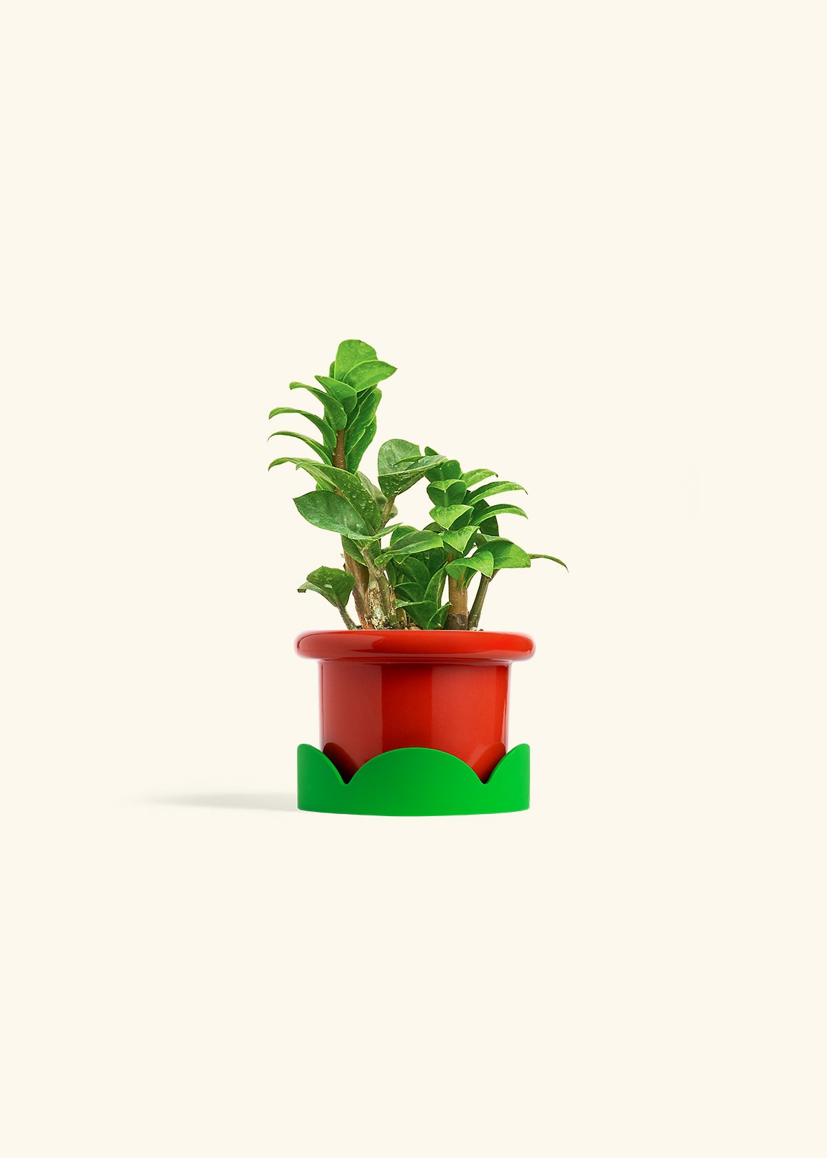 Zenzi ZZ Plant in a 4 inches Fat Lip Blue Planter in a Shamrock Petal Drip Tray