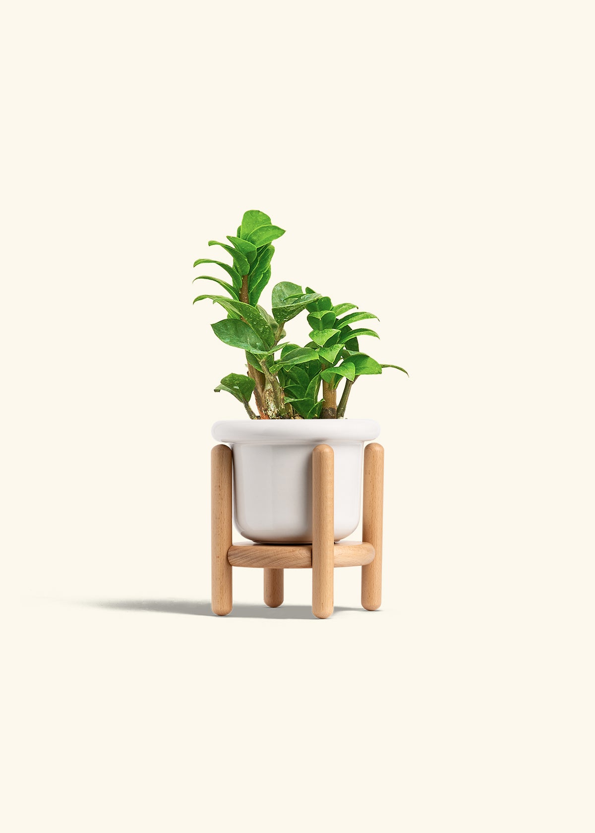 Zenzi ZZ Plant in a 4 inches Fat Lip White Planter in a Beech Wood Stand