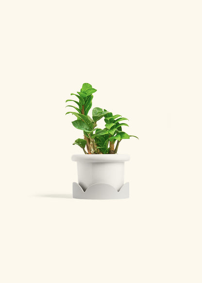 Zenzi ZZ Plant in a 4 inches Fat Lip White Planter in a Oat Petal Drip Tray