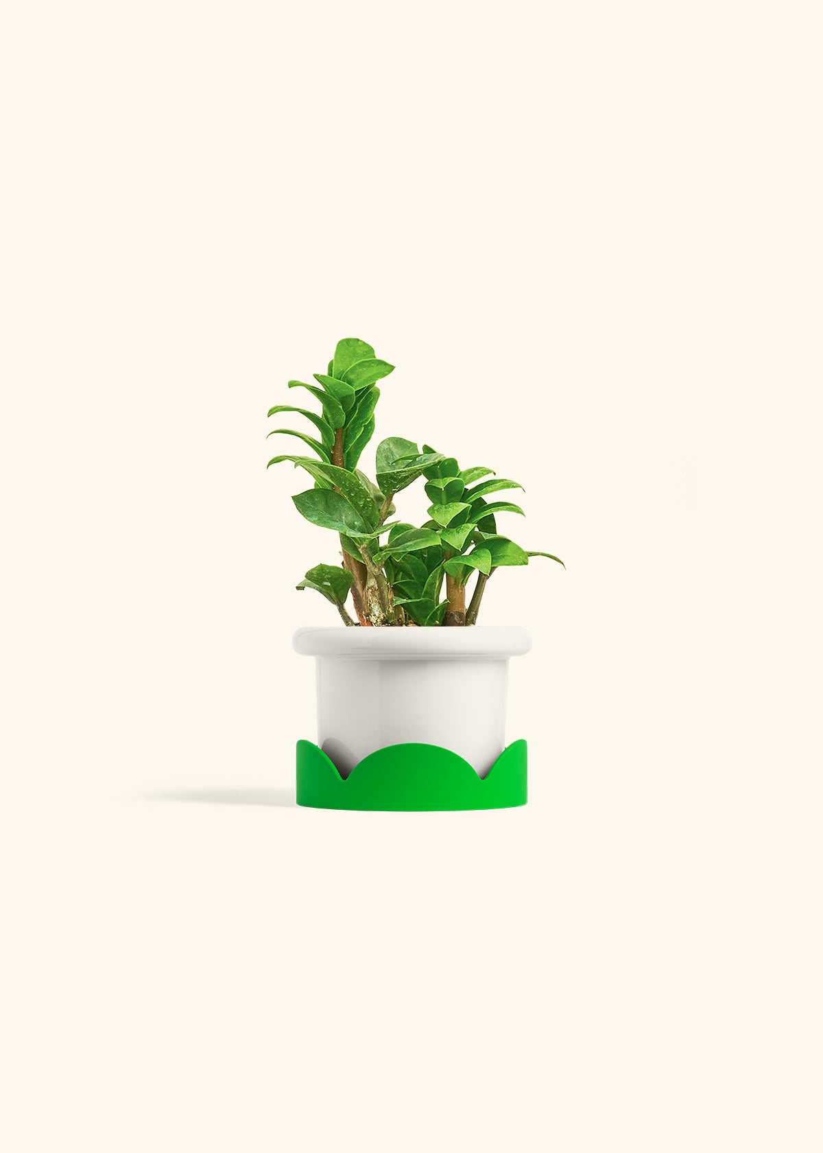 Zenzi ZZ Plant in a 4 inches Fat Lip White Planter in a Shamrock Petal Drip Tray