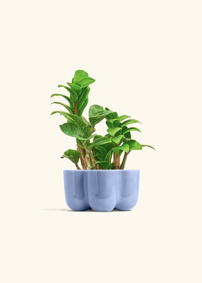 Zenzi ZZ Plant in a 4 inches in a Blue Petal Planter