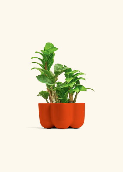 Zenzi ZZ Plant in a 4 inches in a Red Petal Planter