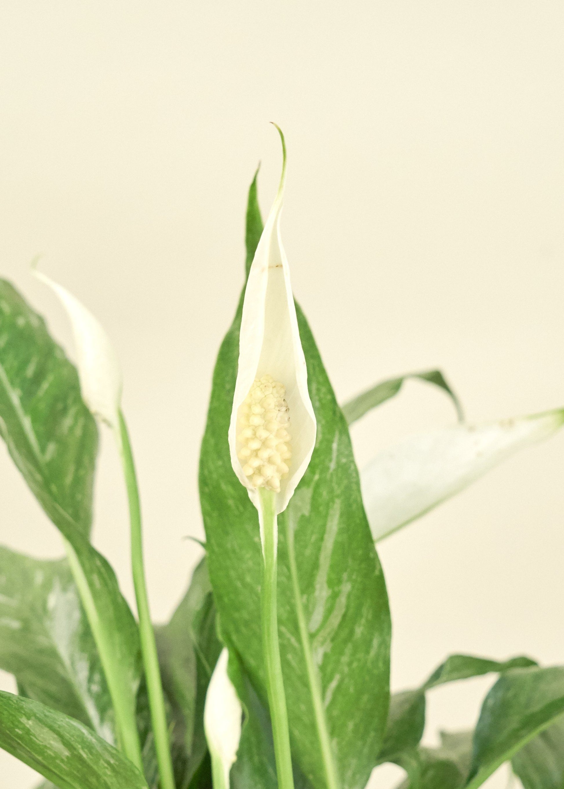 Medium Variegated Peace Lily (Spathiphyllum wallisii 'Domino')