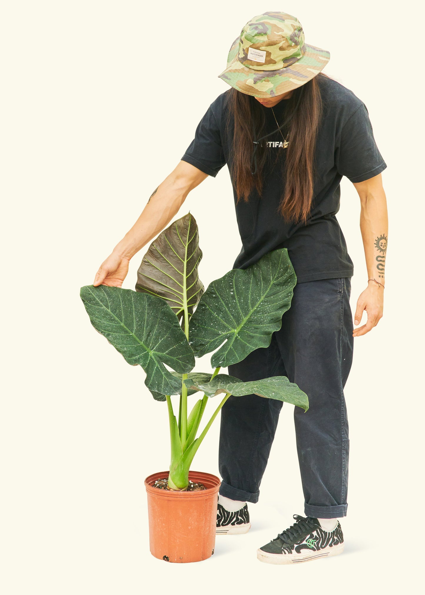 Large alocasia regalshield in a grow pot.