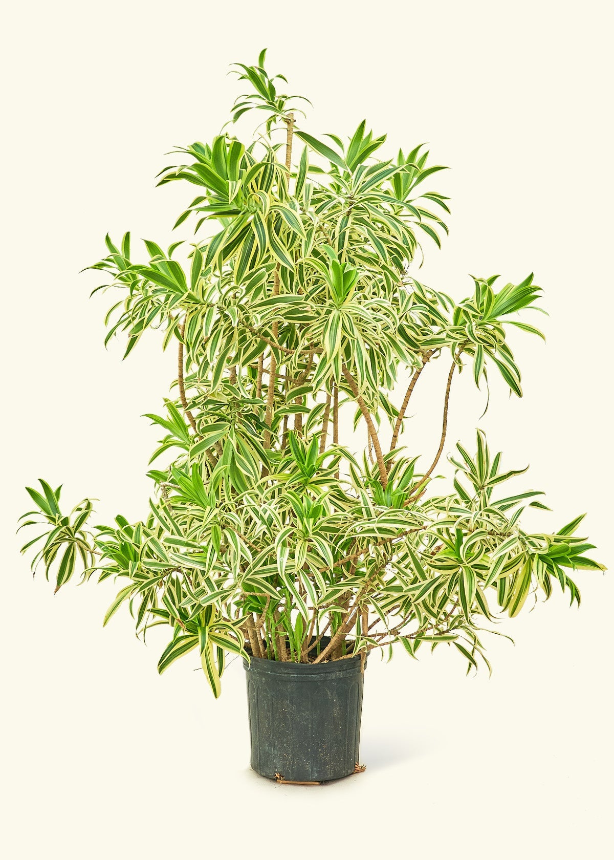 Extra Large Dracaena 'Song of India' Plant in a black pot.