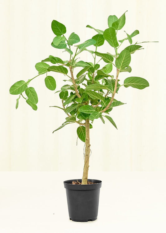 Large Ficus 'Audrey' (Ficus benghalensis)