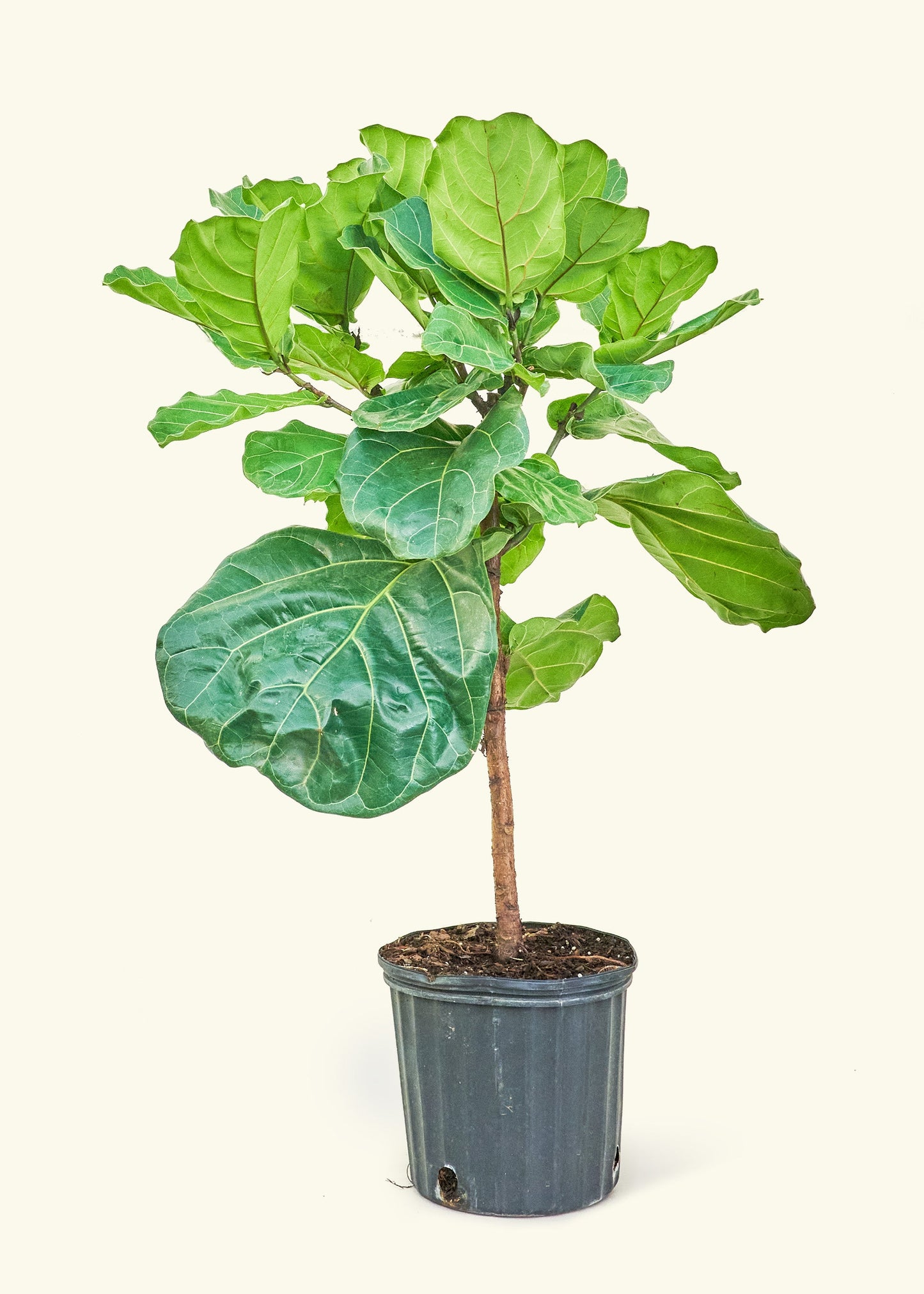 Large Fiddle Leaf Fig (Ficus lyrata)