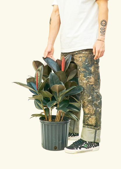 Large Rubber Tree 'Burgundy' (Ficus elastica) in a grow pot.