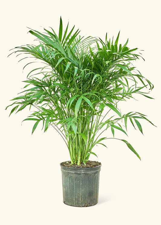 Large Cat Palm (Chamaedorea cataractarum)