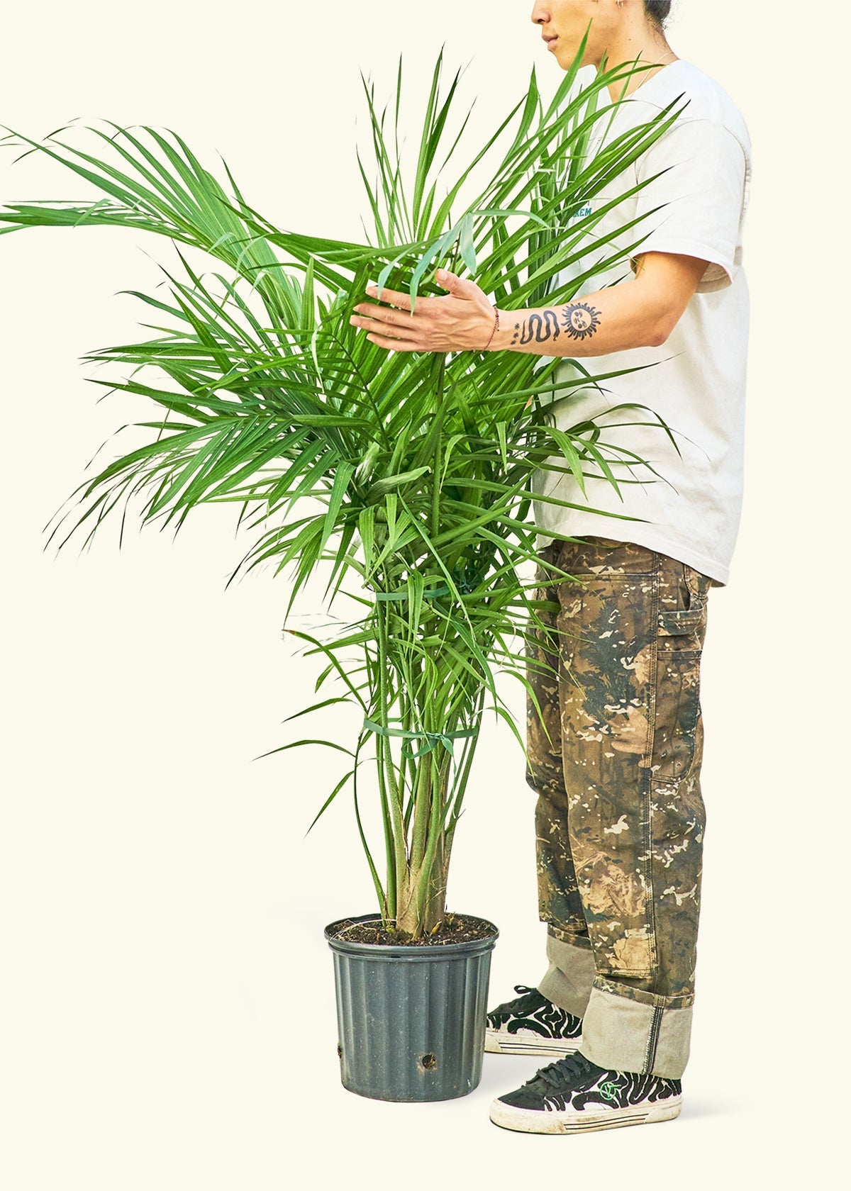 XL Majesty Palm (Ravenea rivularis)