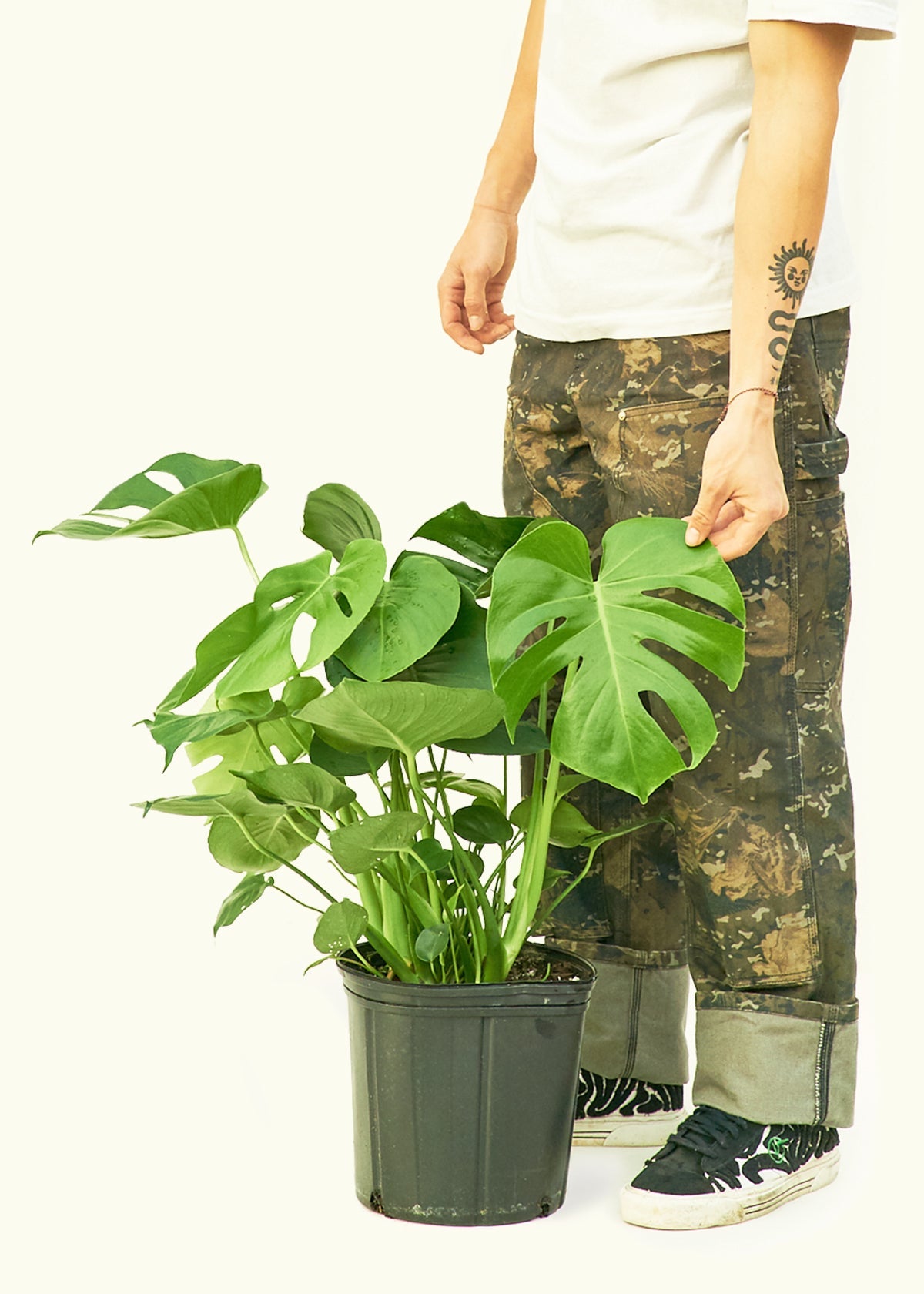 Large Swiss Plant (Monstera deliciosa) Rooted