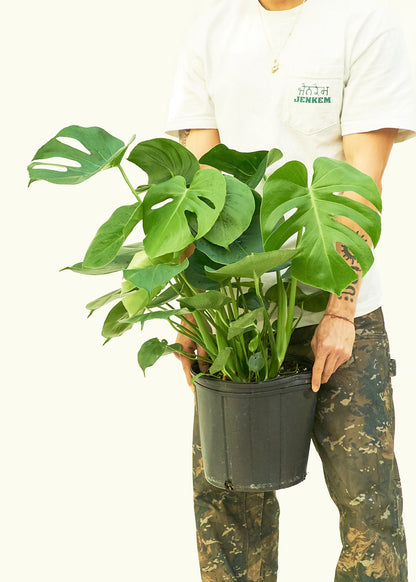Large Swiss Cheese Plant (Monstera deliciosa)