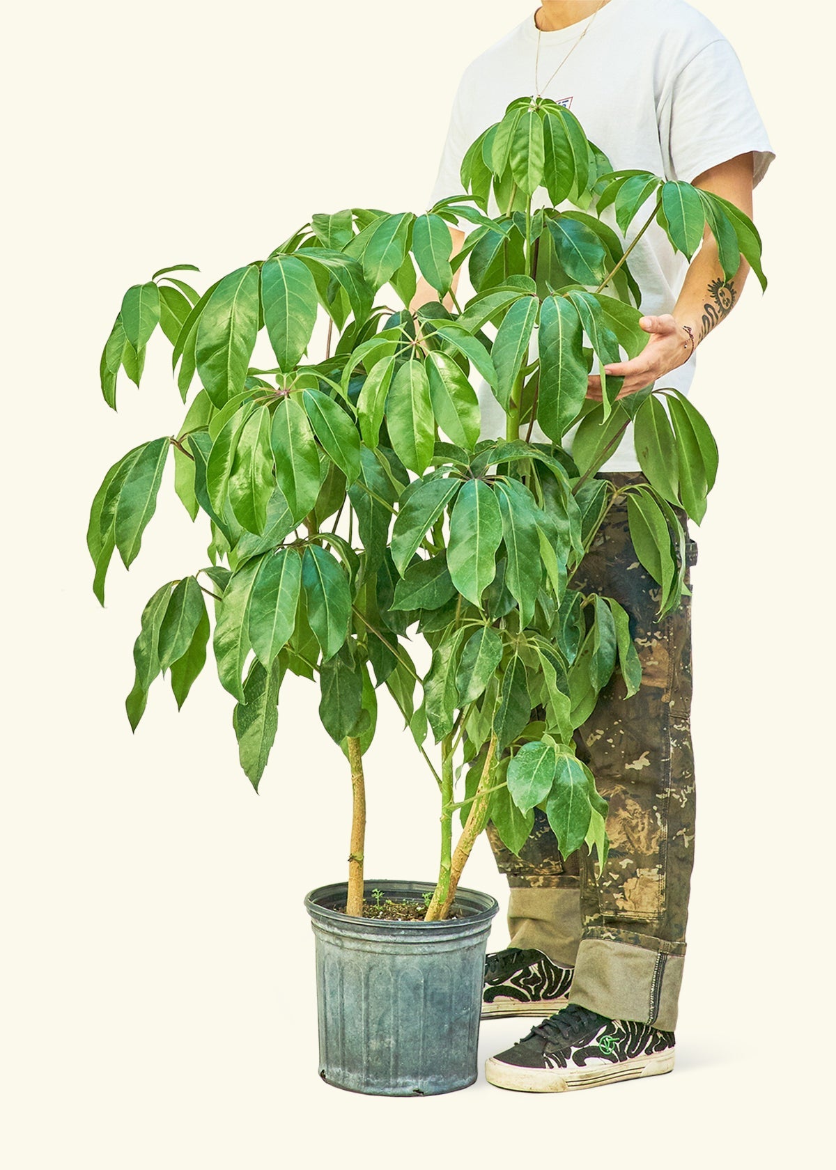 Australian Umbrella Tree (Schefflera amate) – Rooted