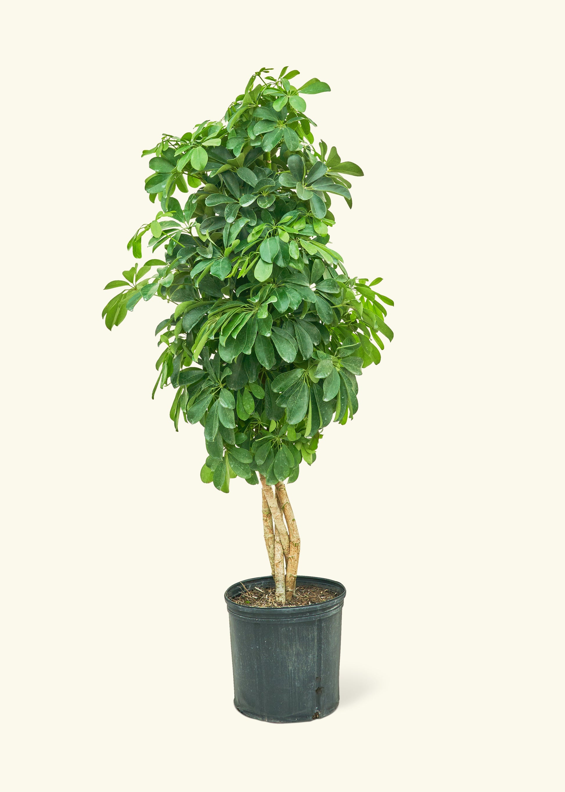 XL Dwarf Umbrella Tree (Schefflera arboricola) – Rooted