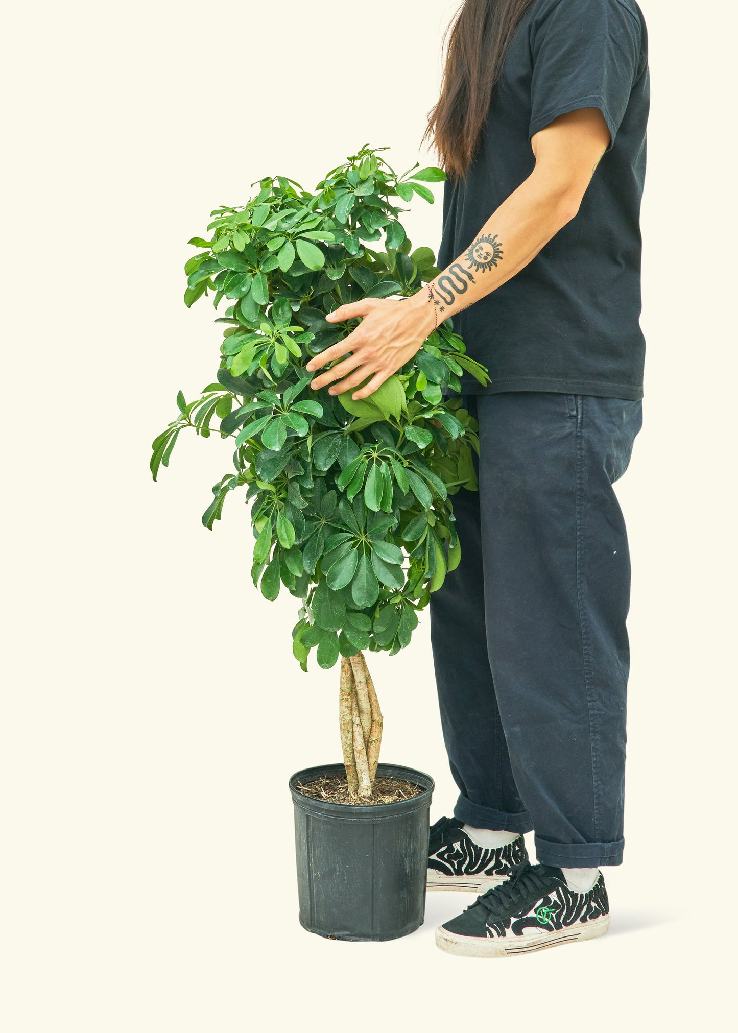 XL Hawaiian Dwarf Umbrella Tree (Schefflera arboricola 'Gold Capella')