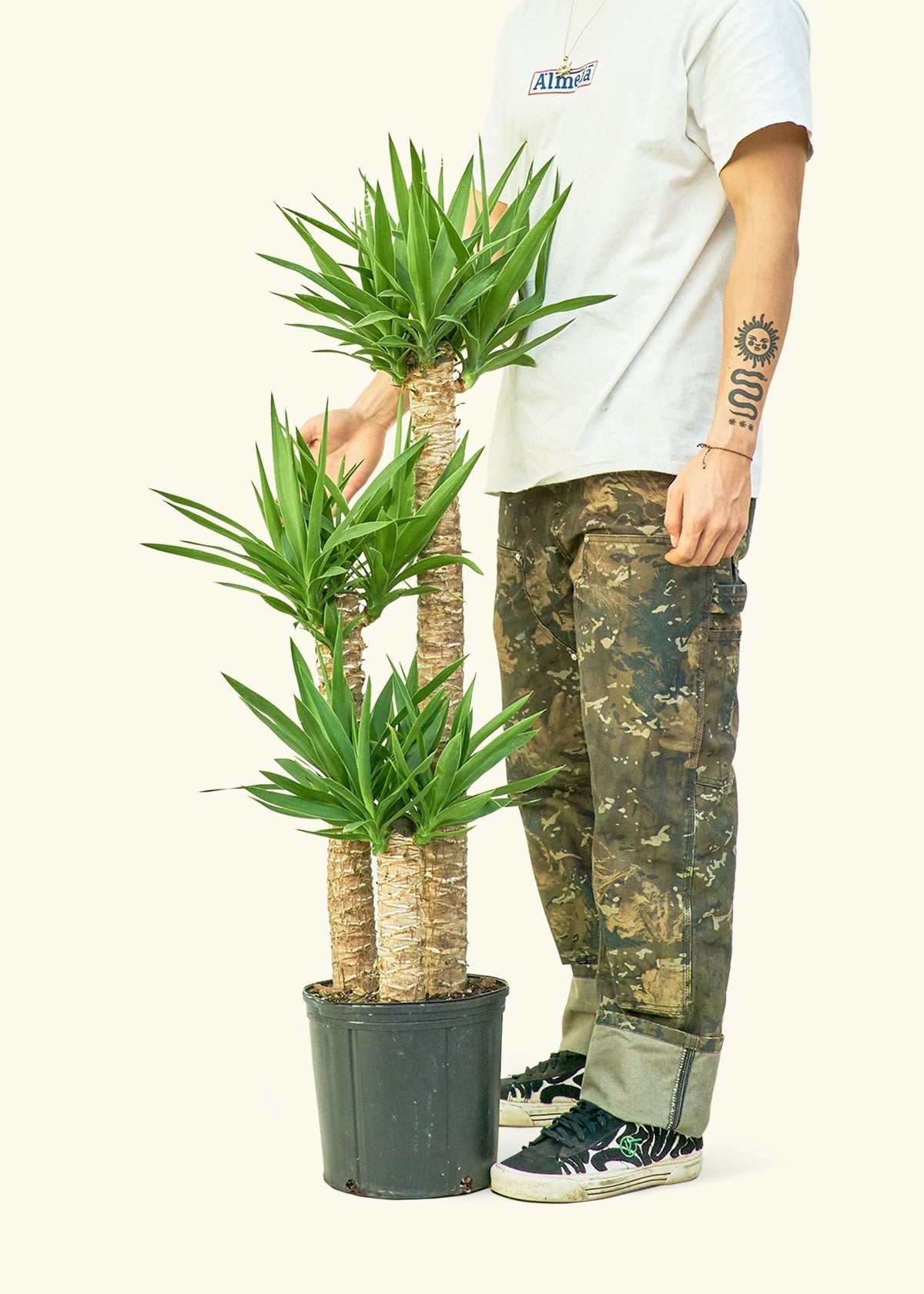 XL Yucca Cane (Yucca gigantea)