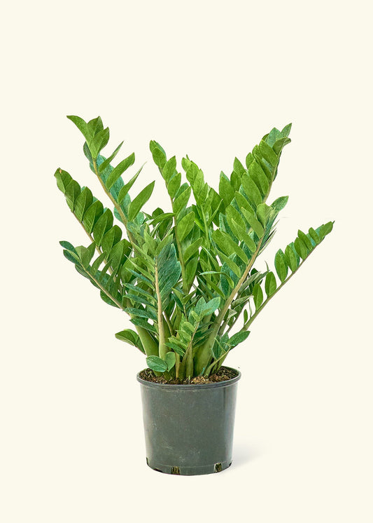 Large ZZ Plant (Zamioculcas zamiifolia)