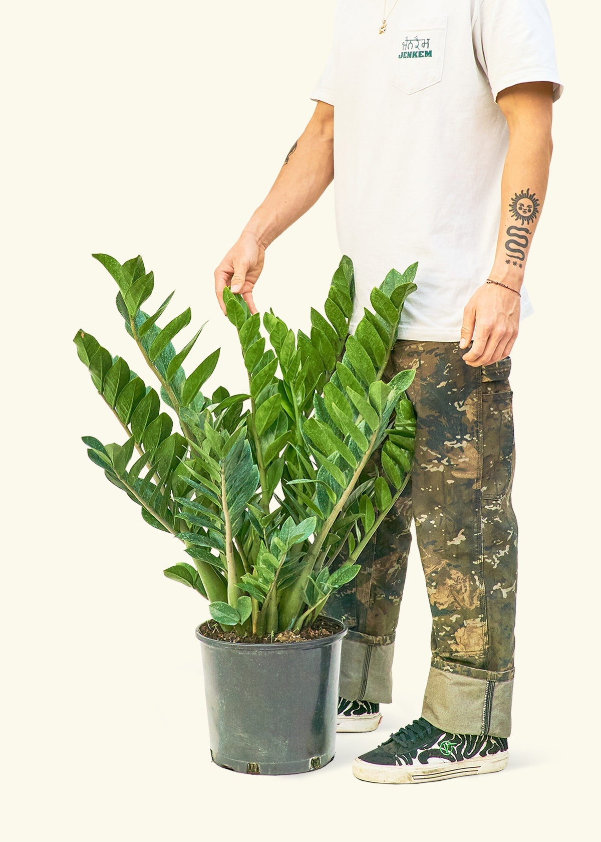 Plant (Zamioculcas zamiifolia) – Rooted
