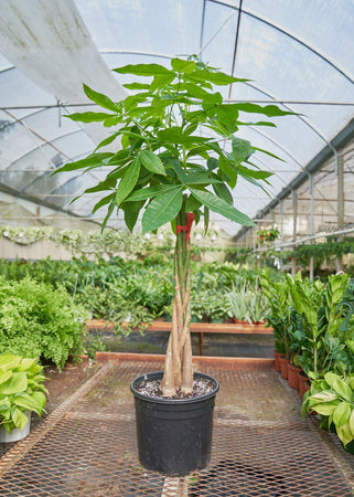Braided Money Tree, XL