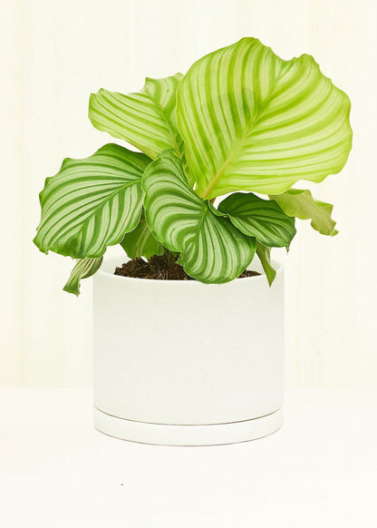 Small Smooth Matte Plant Pot 191 Planter KINTO Moonstone