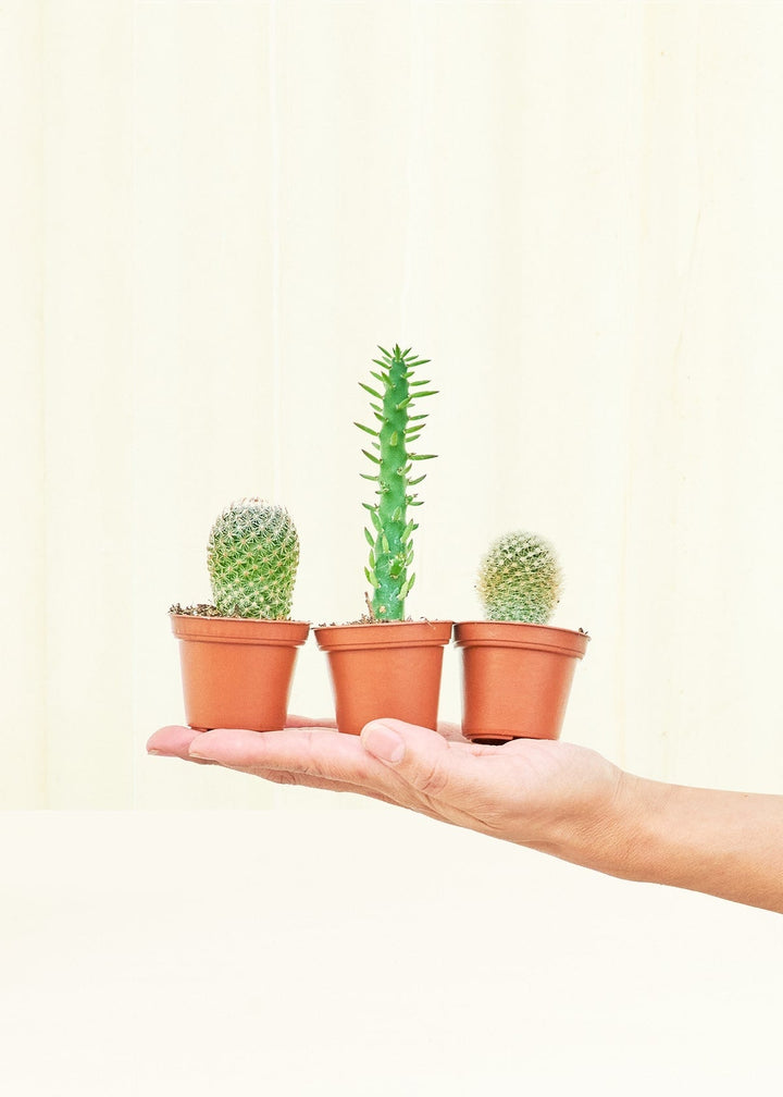 Cactus Bundle Assorted Plant Bundles – Hey Rooted