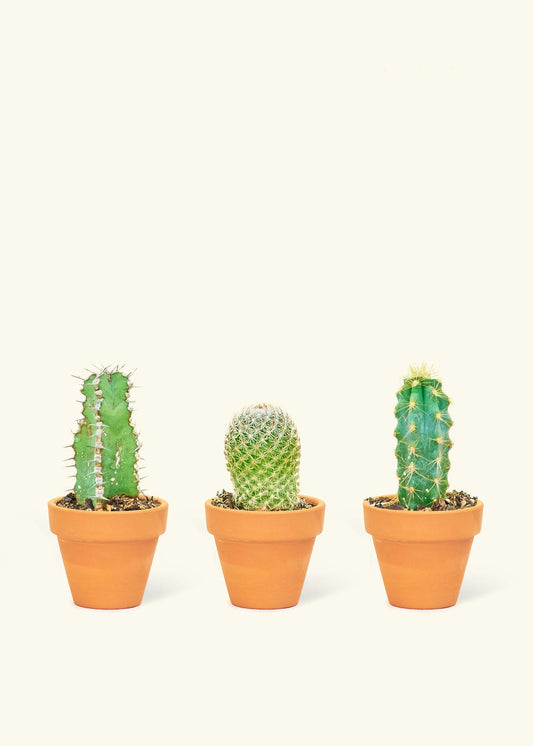 Baby Cactus Box + Planter Set