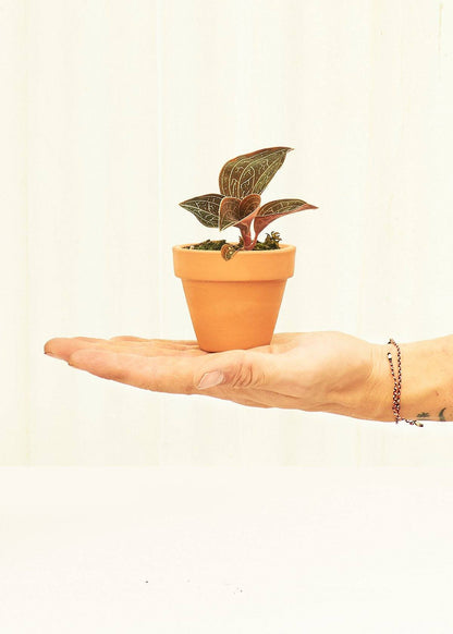 Mini Standard Terracotta Planter Set Planter Deroma 