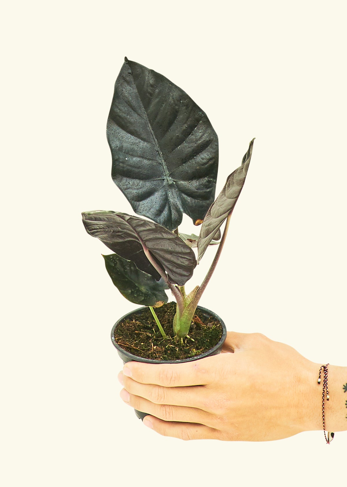 Small alocasia blackpanther in a grow pot.