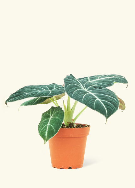 Is my alocasia black velvet flowering? Had it for around 2 month and  suddenly 3 new growth and one looking bit thick to be just a leaf. My first  alocasia. : r/houseplants