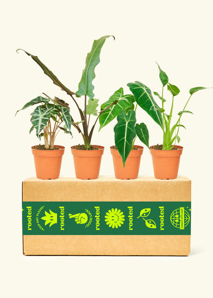 Alocasia Plant Box