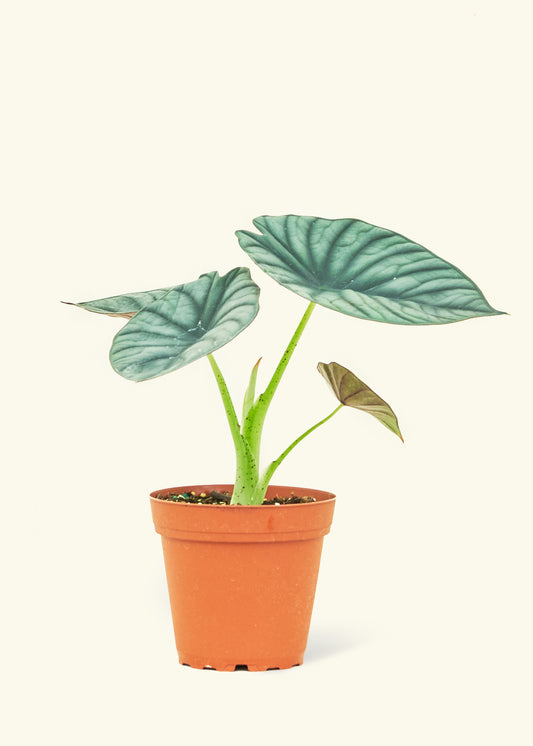 Small alocasia imperialis in a grow pot.