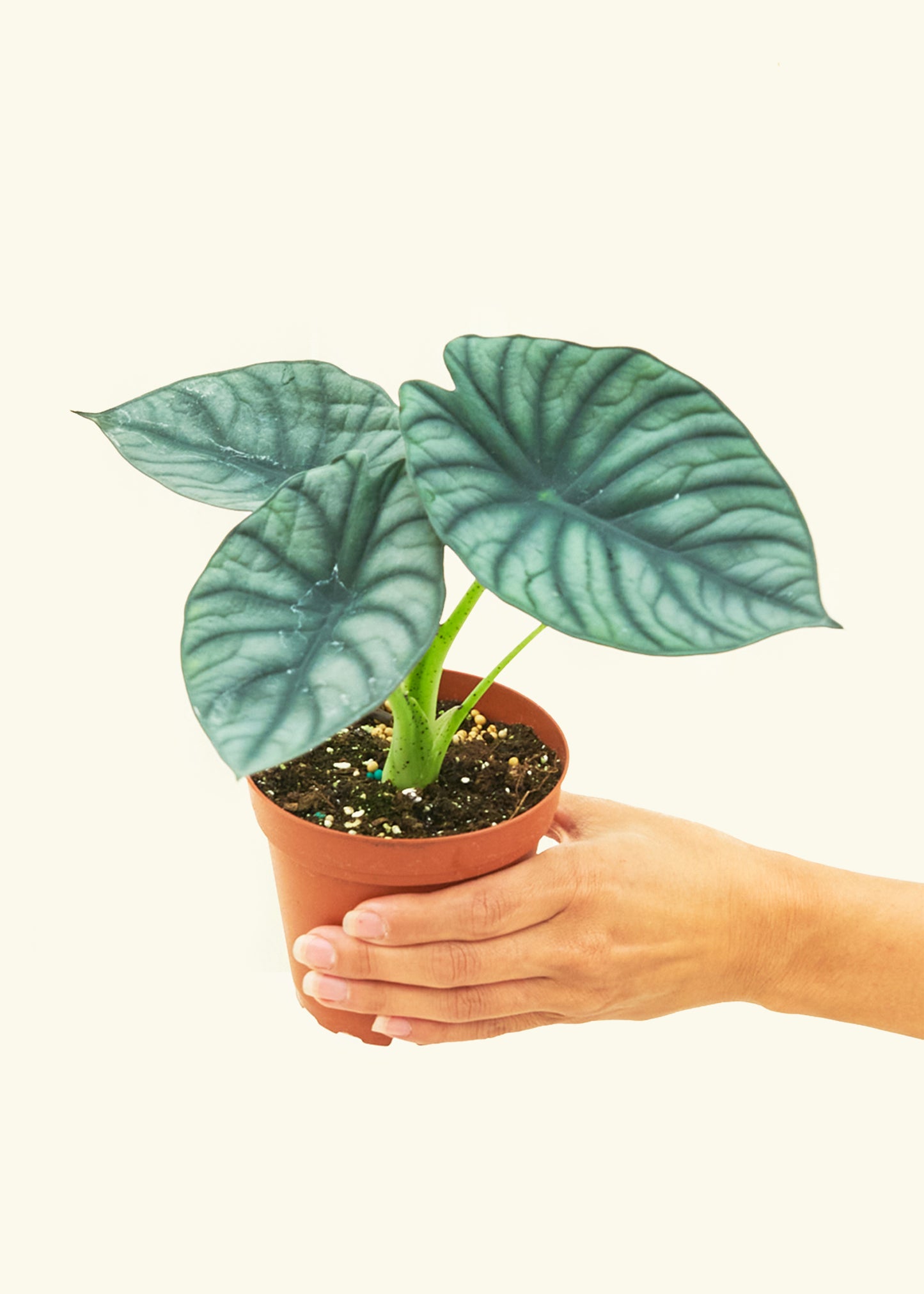 Small alocasia imperialis in a grow pot.