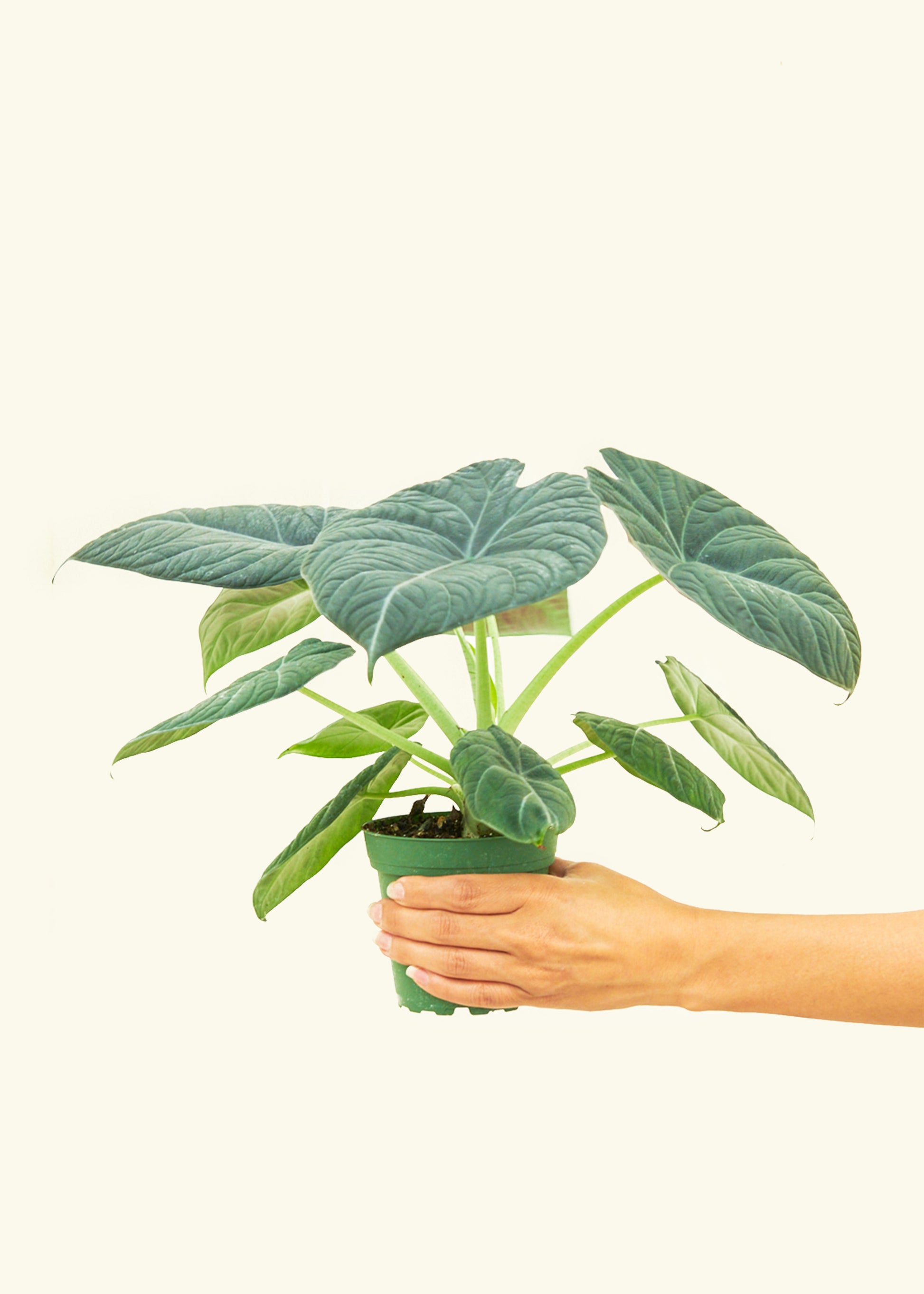 4" Alocasia maharani in a grow pot.