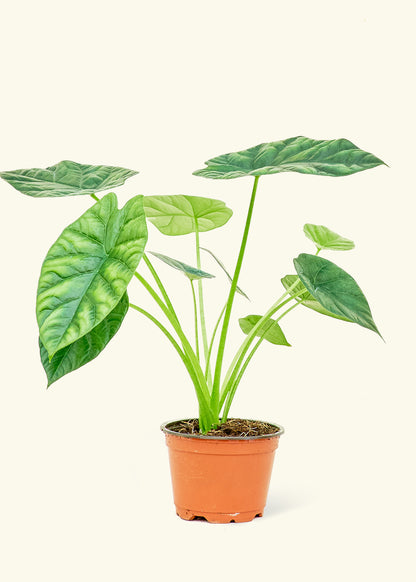Small alocasia mirrorface in a grow pot.