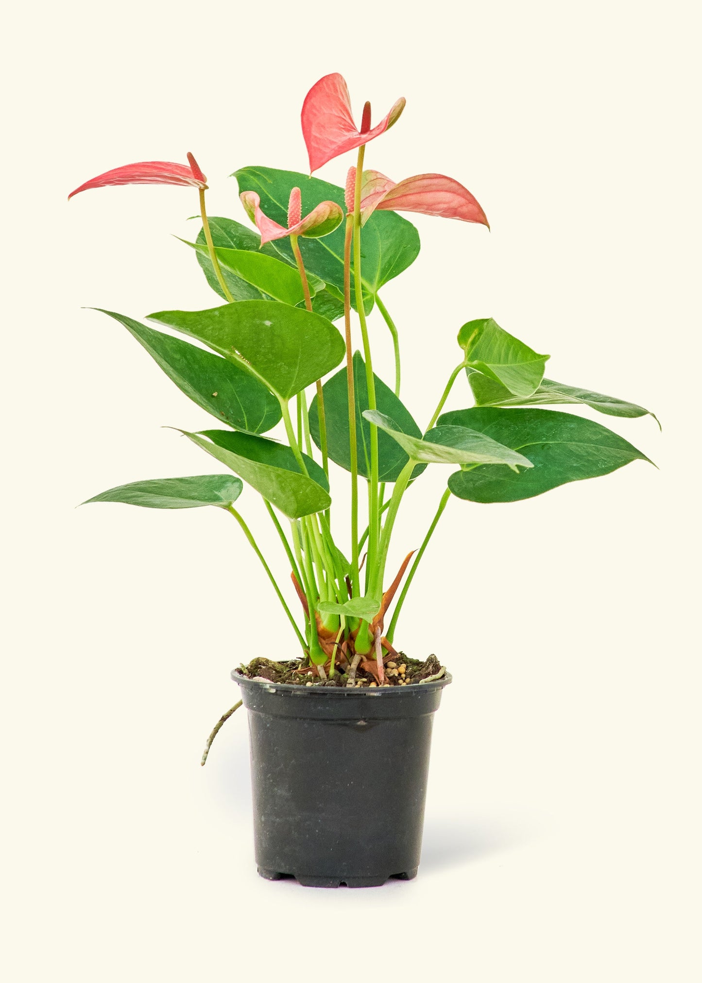 Small Anthurium 'Pink Flamingo' in a grow pot.