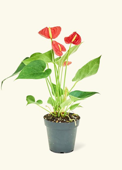Small Anthurium Red in a grow pot