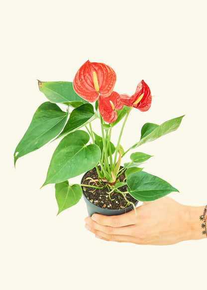 Small Anthurium Red in a grow pot
